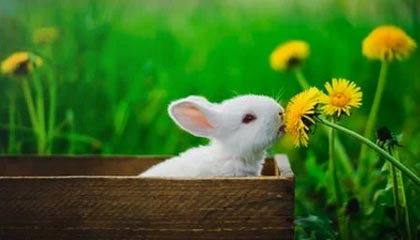 导游和陪游的界限在哪